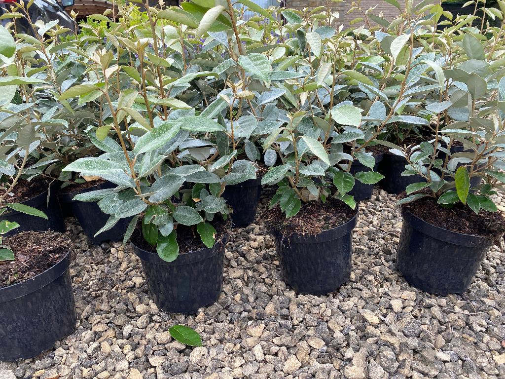 Elaeagnus Ebbingei Compacta, Tuin en Terras, Planten | Struiken en Hagen, Struik, Ophalen