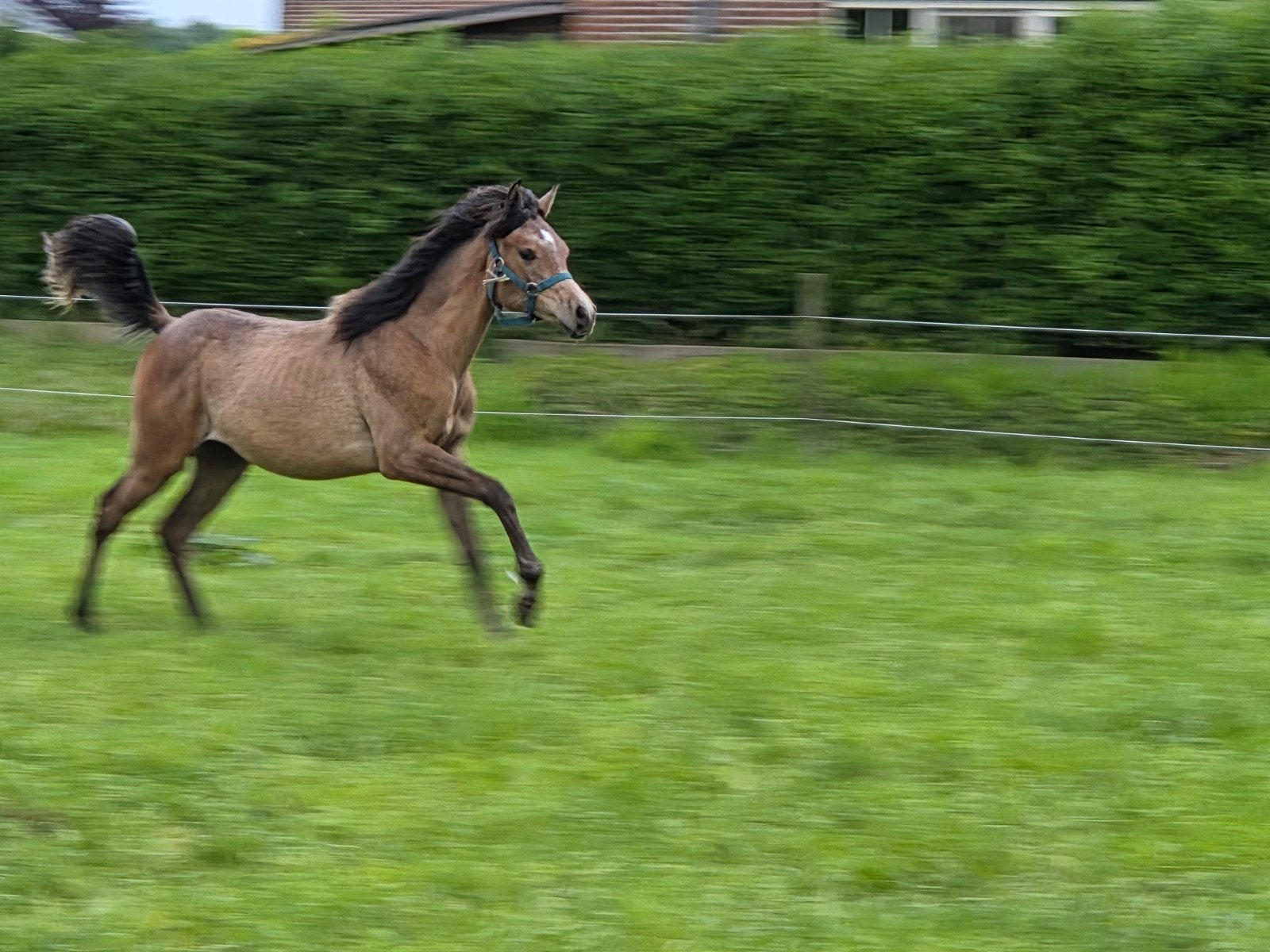 Prachtige Arabische volbloed jaarling merrie., Dieren en Toebehoren, Paarden, Merrie, Met stamboom, 0 tot 2 jaar