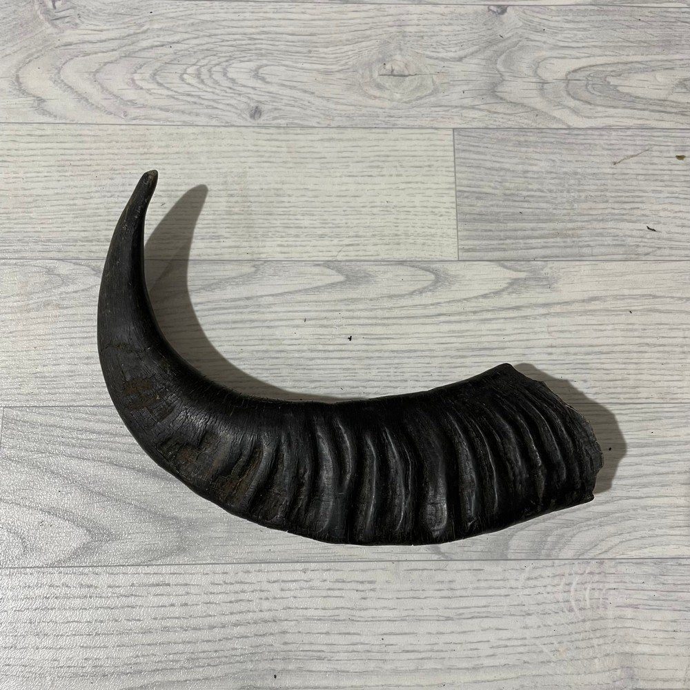 Waterbuffel hoorn los 45cm nr 309 | Lederstore, Collections, Enlèvement ou Envoi, Neuf, Animal de ferme, Bois ou Tête