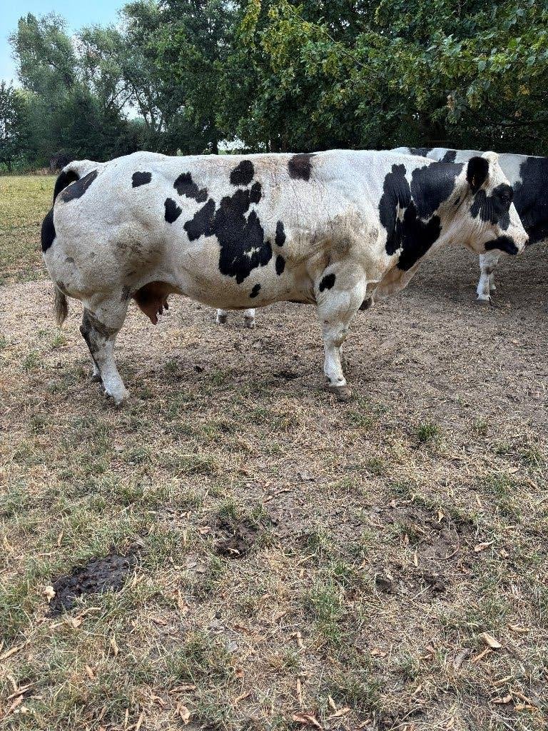 Grosse vache gravide, Femelle, 3 à 6 ans