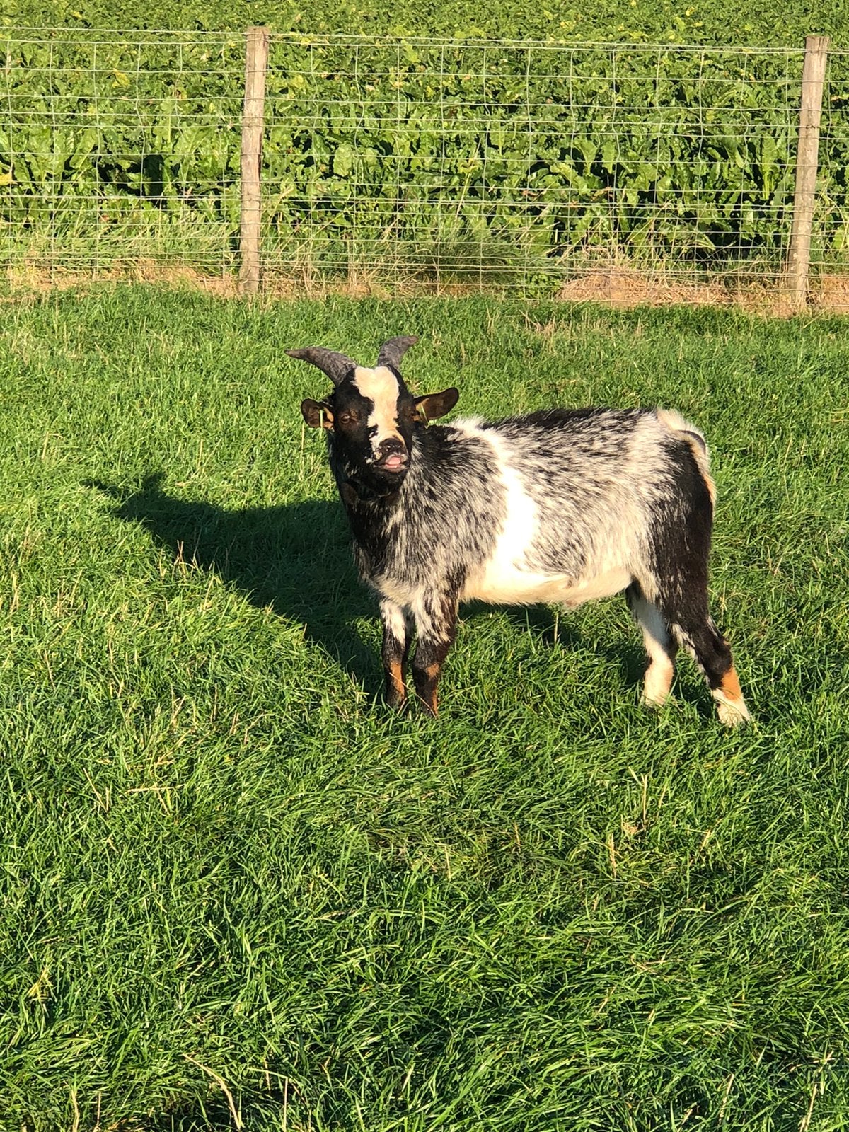 Zwart hermelijn dwerggeiten bokje., Dieren en Toebehoren