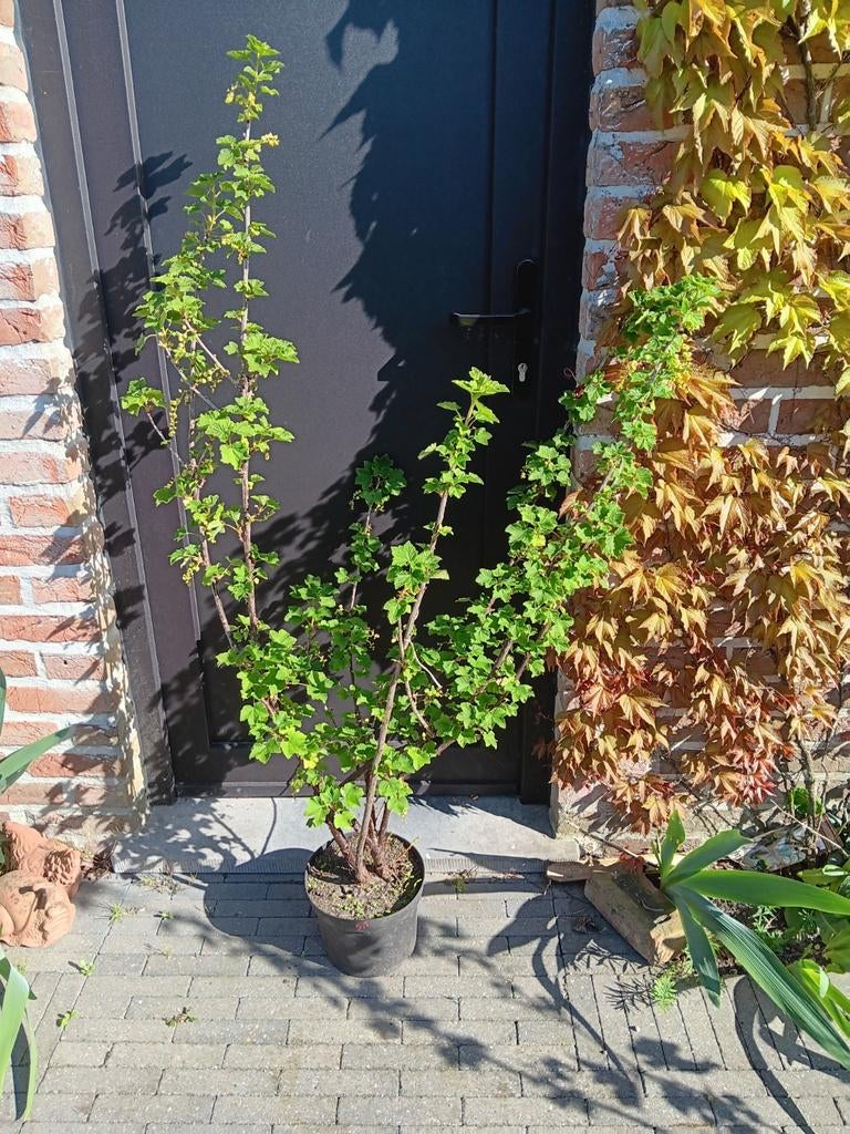 Aalbes jeneverstruik, Tuin en Terras, Ophalen, Struik