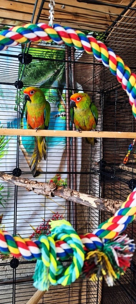 Couple conure tête d'or, Animaux & Accessoires, Sexe inconnu, Perroquet nain ou Inséparable, Bagué