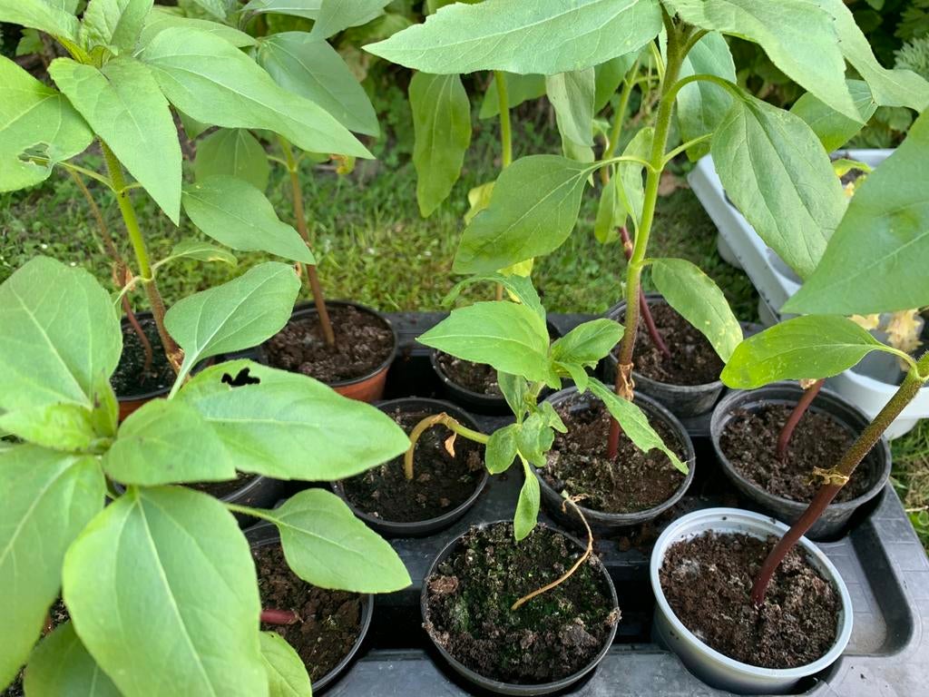 Zonnebloemplantjes, Tuin en Terras, Planten | Fruitbomen, Ophalen