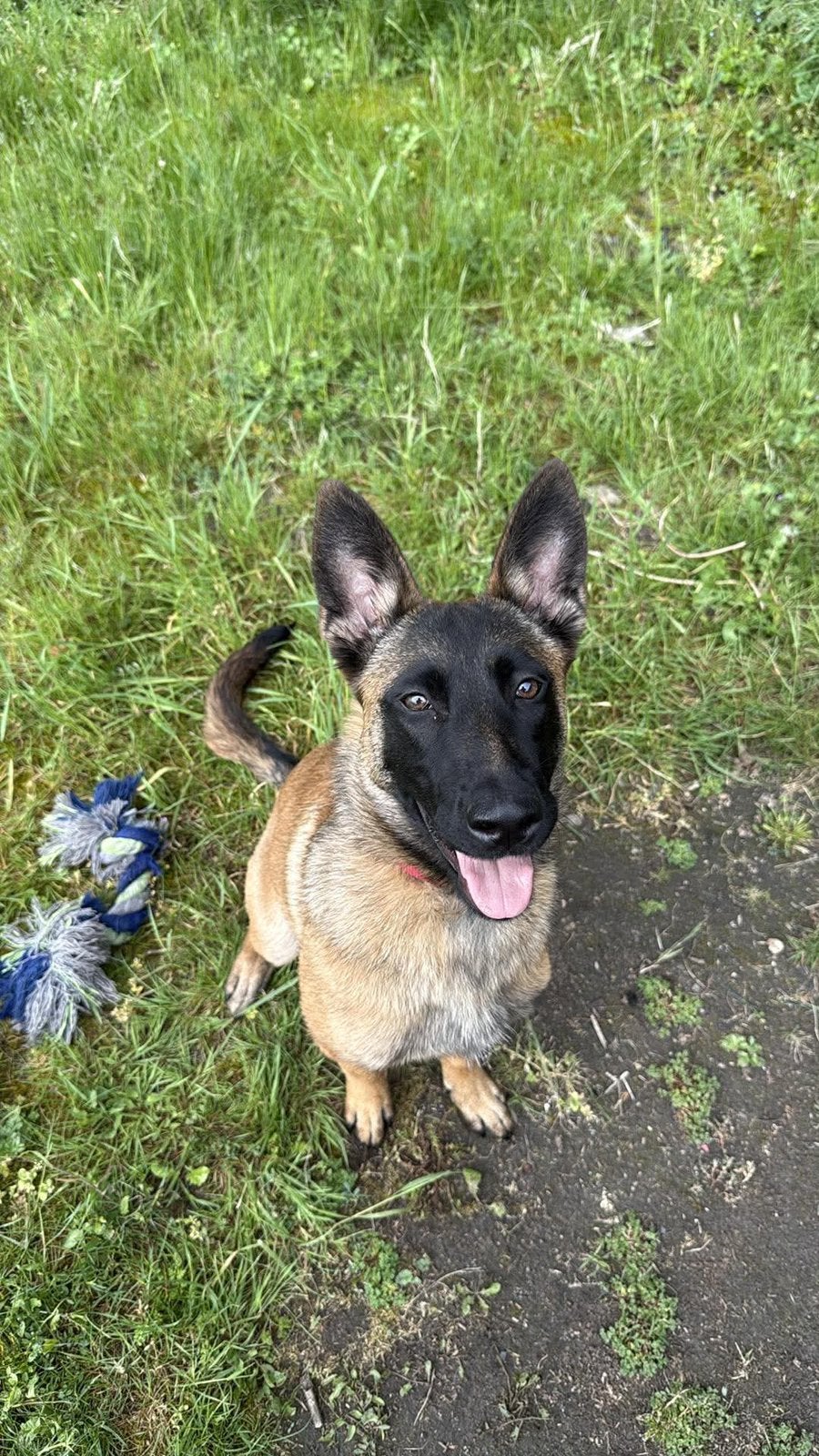 Femelle malinois, Enlèvement