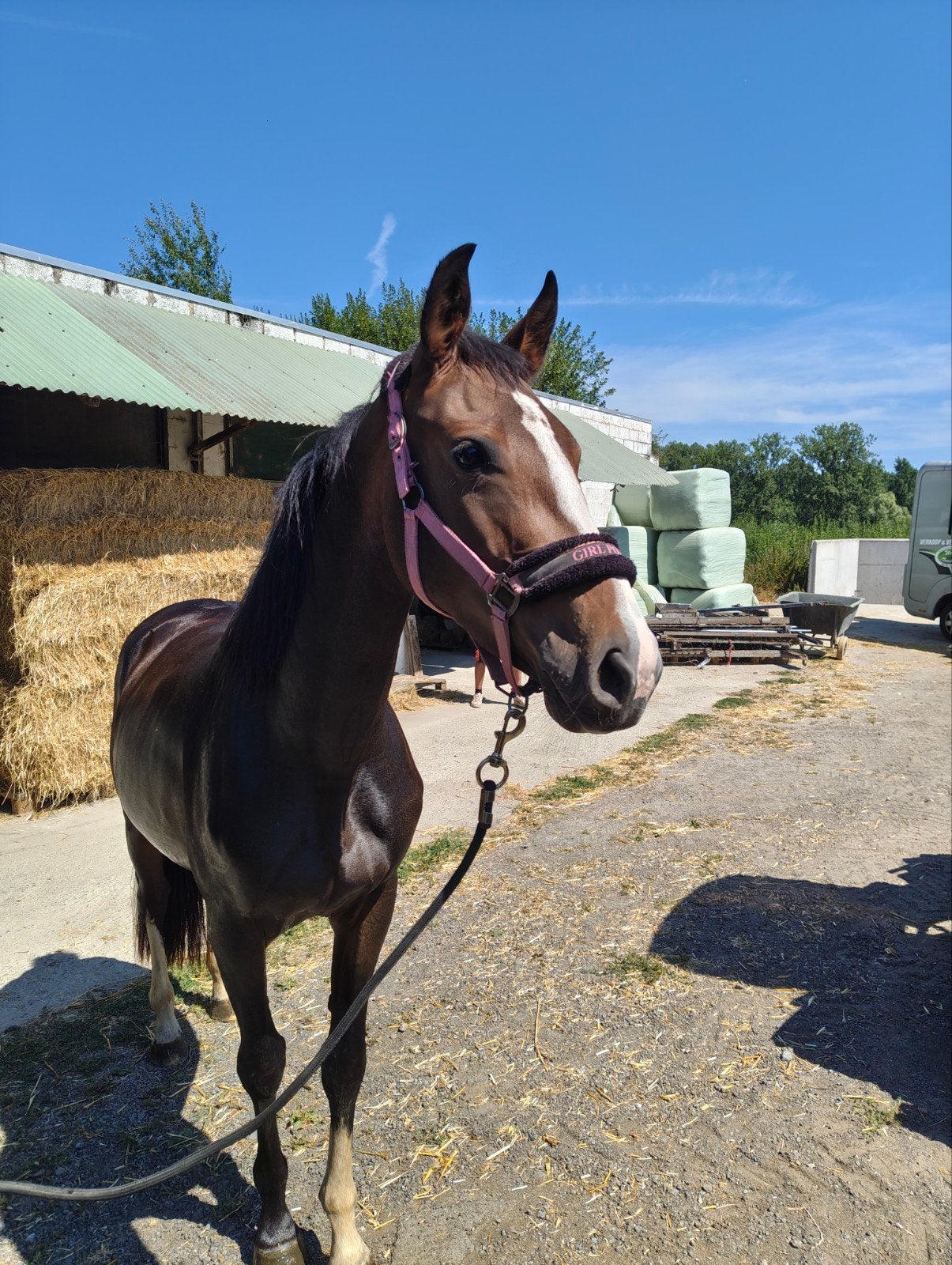 mooie jonge merrie, Dieren en Toebehoren, Merrie, Springpaard, Met stamboom, Zadelmak