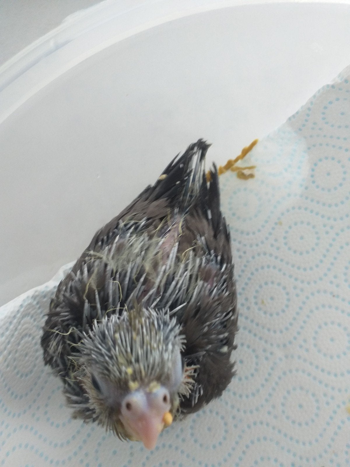 Een jonge valkparkiet Eet 3 keer pap nutribird a21 en gering, Animaux & Accessoires, Animaux Autre, Mai, Sexe inconnu