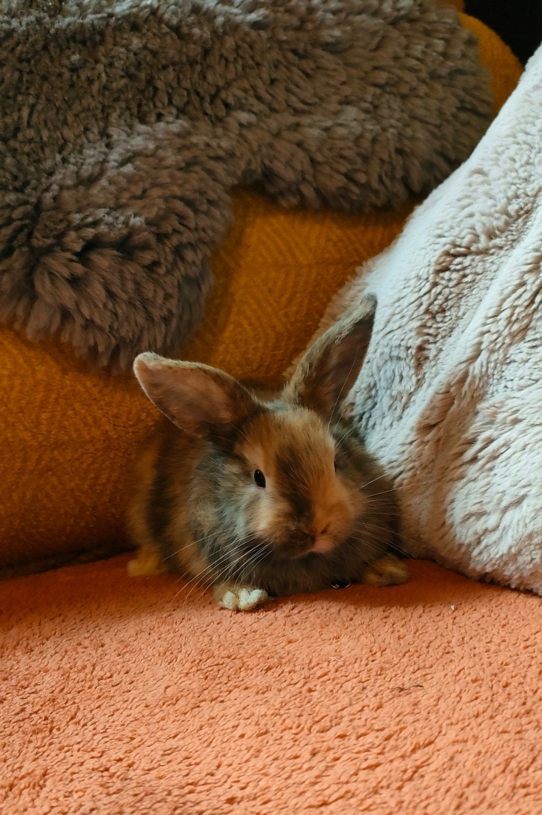 minilop x leeuwenkopje dwergkonijn, Animaux & Accessoires, Mâle, Nain, 0 à 2 ans