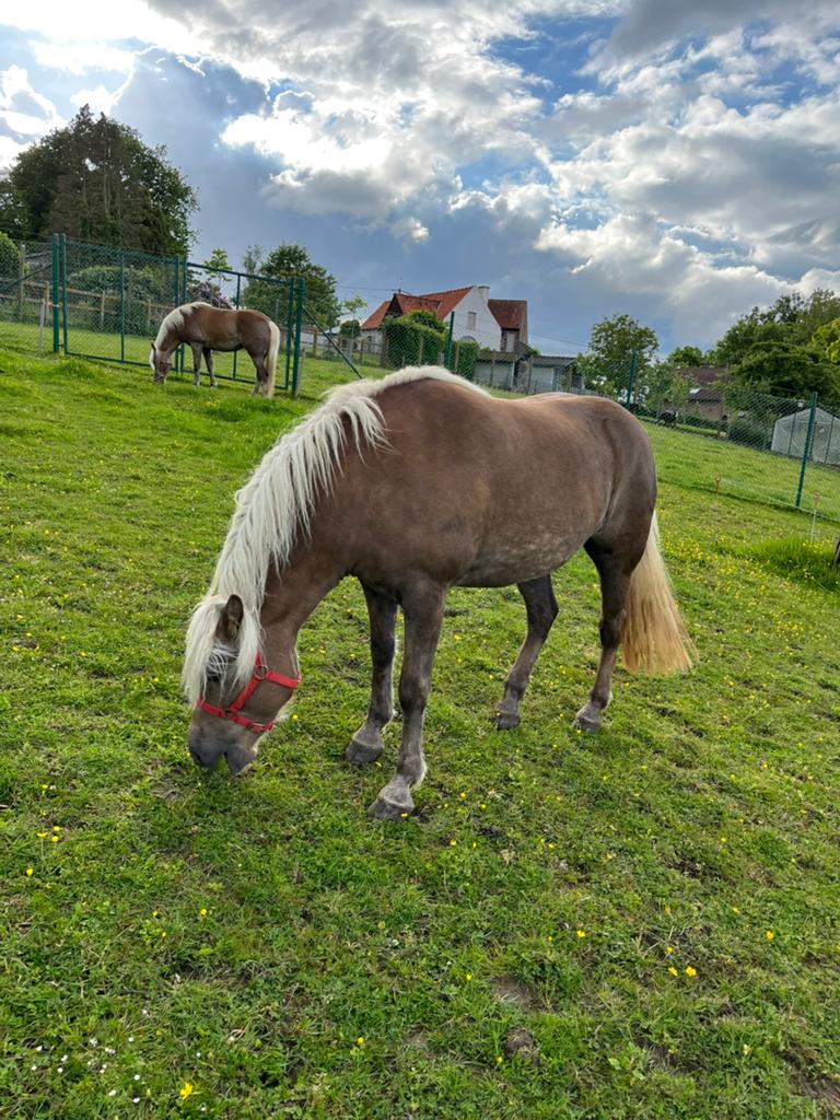 Haflinger merrie, Jument, Ne s'applique pas, Avec pedigree, 3 à 6 ans