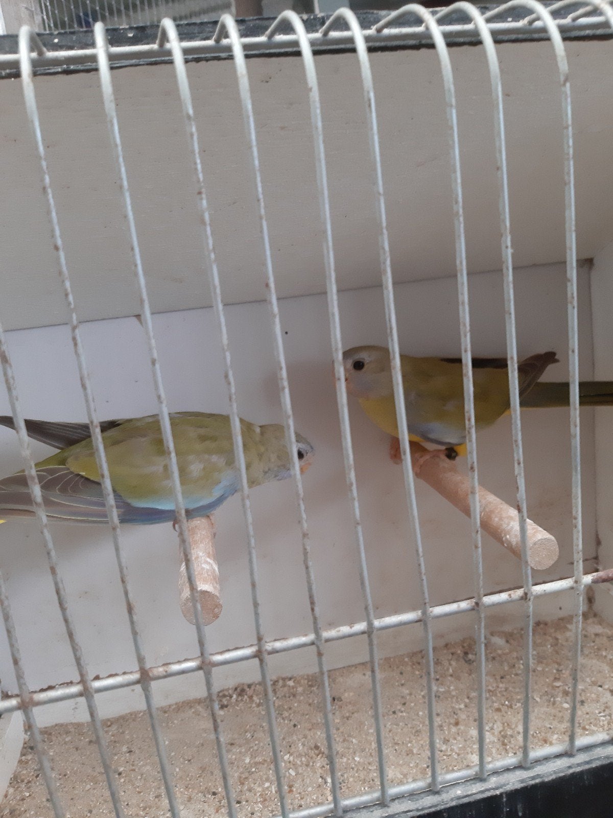 vogels, Dieren en Toebehoren
