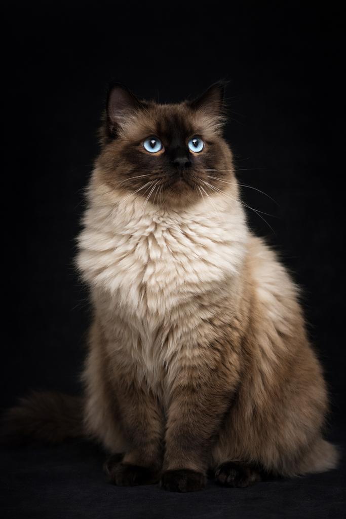 Ragdoll dekkater seal mink (niet te koop), 0 à 2 ans