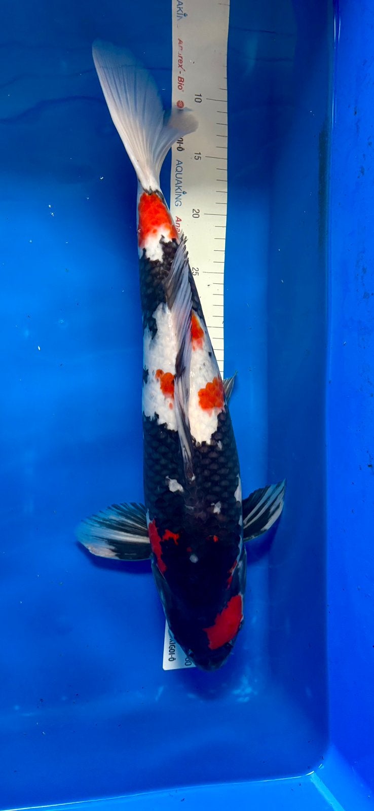 Prachtige Dainichi showa koi - 2024 - 50/55 cm