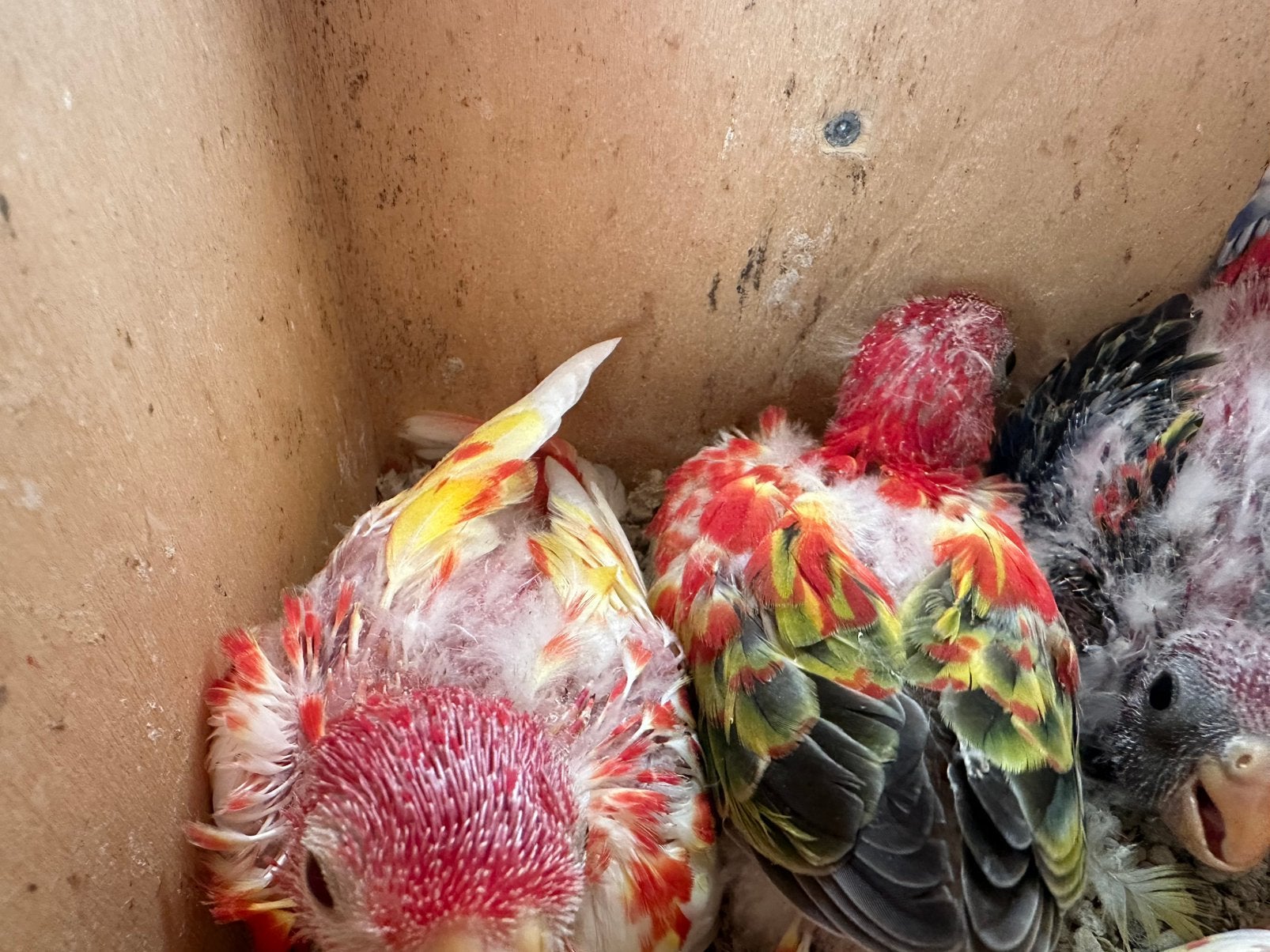 Rosella’s, Plusieurs animaux, Perruche, Bagué