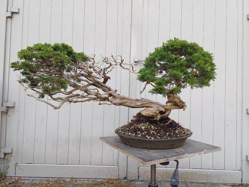 Juniperus Sabina Yamadori bonsai, Tuin en Terras, Planten | Bomen, Overige soorten, Minder dan 100 cm, Ophalen, Volle zon