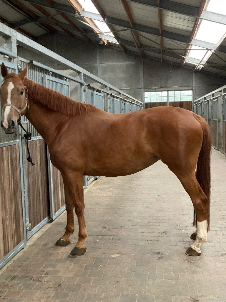 Draagmerrie of fokmerrie, Avec pedigree, 170 à 175 cm, Non dressé, Cheval de saut