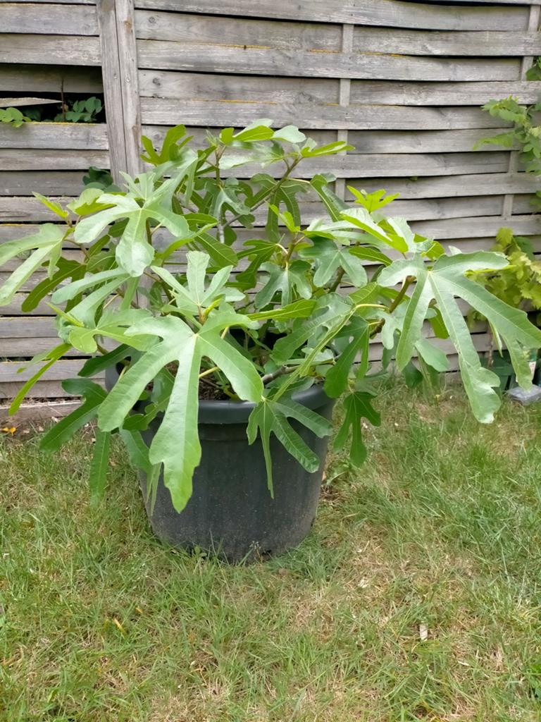 1 jarige vijg in pot, Jardin & Terrasse, Plantes | Arbres fruitiers, Figuier, En pot, Plein soleil, Moins de 100 cm
