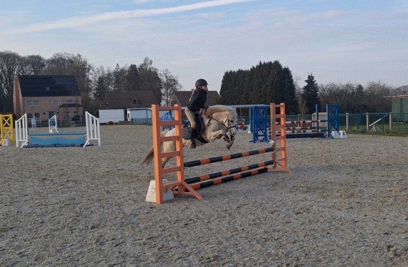 B pony 12j, Poney B (1.17 m à 1.27 m), B, 11 ans ou plus, Avec pedigree