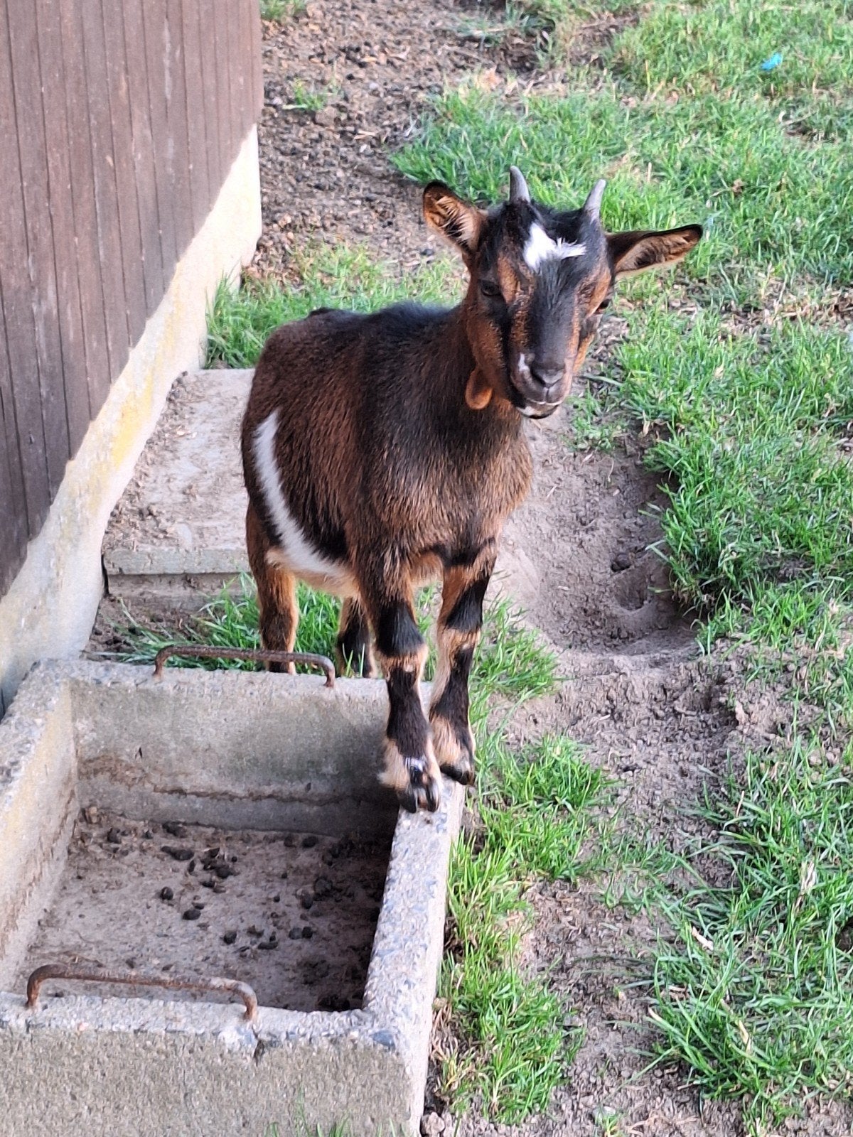 geitje, mieke, Dieren en Toebehoren