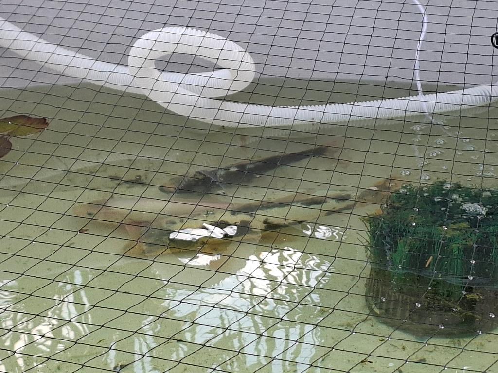 Koi´s