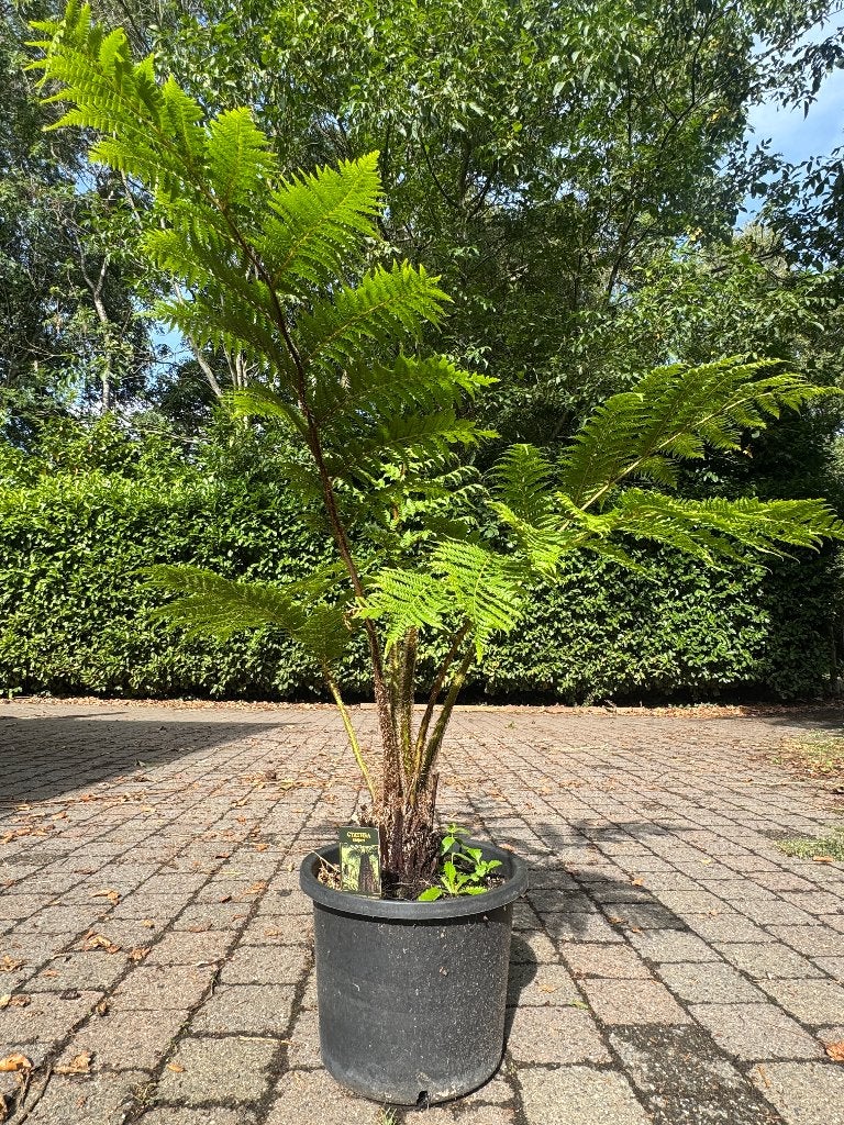 Musa cooperii 10cm stam (bieden), Tuin en Terras, Ophalen, Vaste plant, Overige soorten