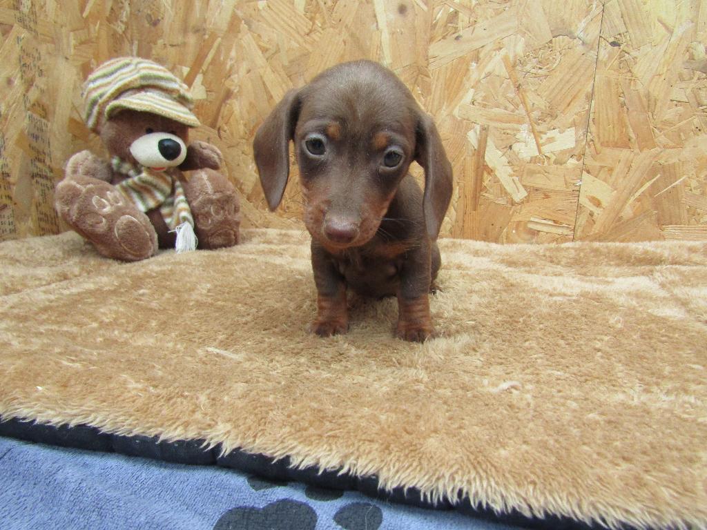 Nieuw nestje teckel pups 8 weken, Dieren en Toebehoren, Parvo, België, Standaard, 8 tot 15 weken