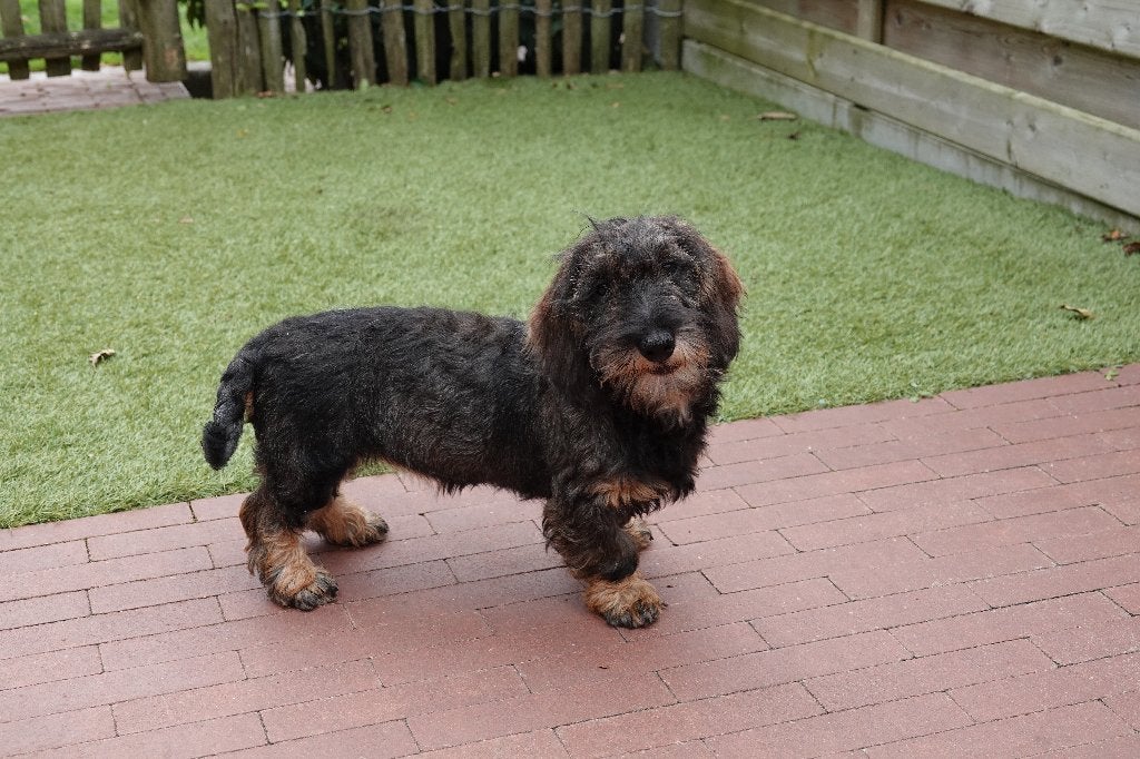 Chiots Teckel nains à poil dur, avec pedigree, 15 semaines à 1 an, Maladie de Carré (chiens), Éleveur | Professionnel, Poils durs