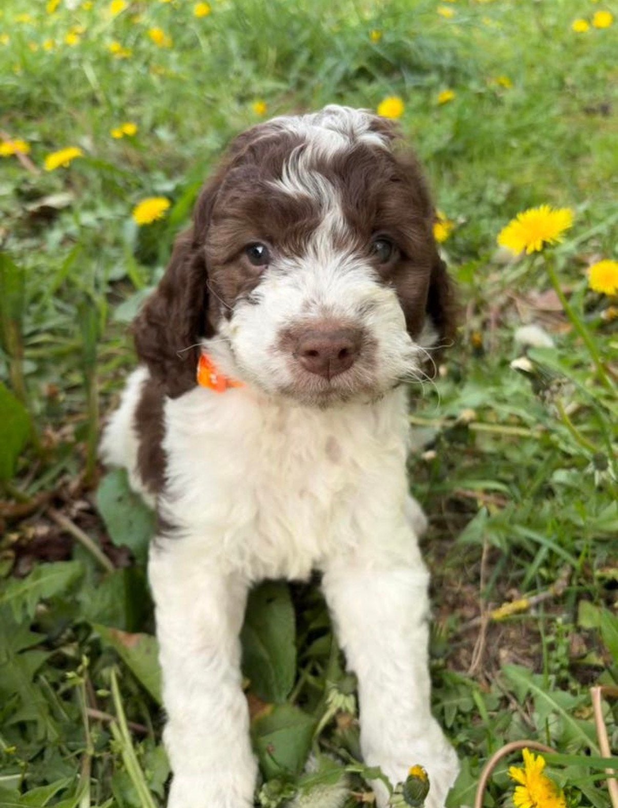 Lagotto Romagnolo - chiots chiens d'eau italiens, Autres races, Plusieurs, Belgique, Plusieurs animaux