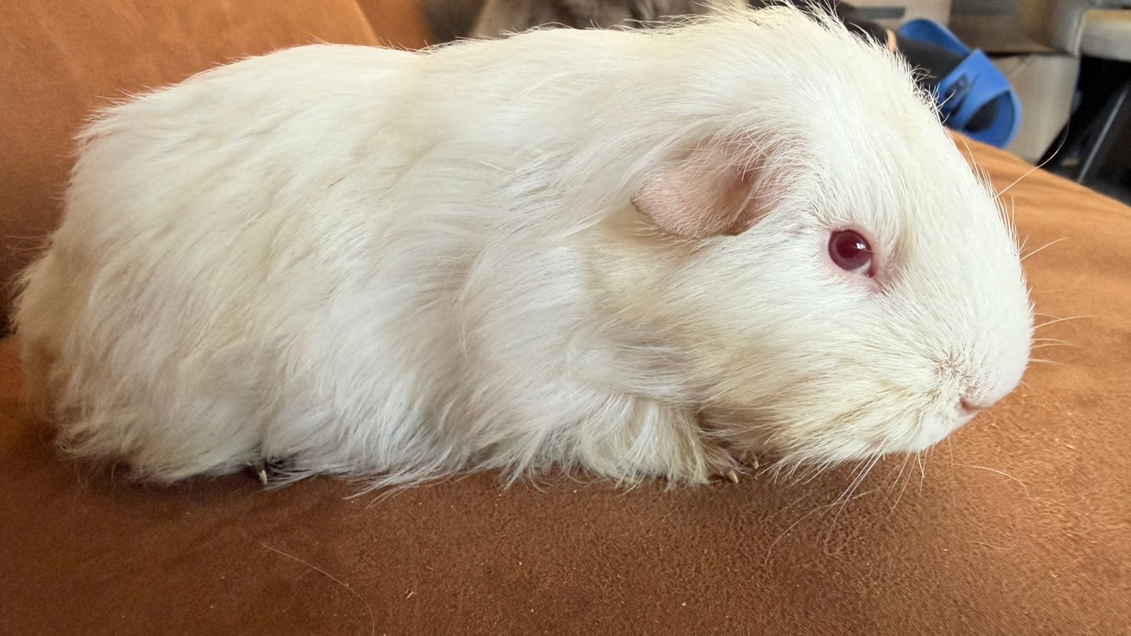 Cavia, Cobaye Shelty Mâle Blanc aux yeux roses, Animaux & Accessoires, Décembre, Mâle, Domestique, Cobaye