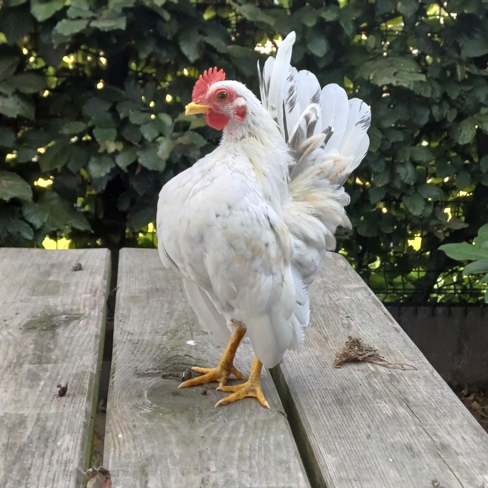 Jong Serama haantje, Dieren en Toebehoren, Mannelijk, Kip