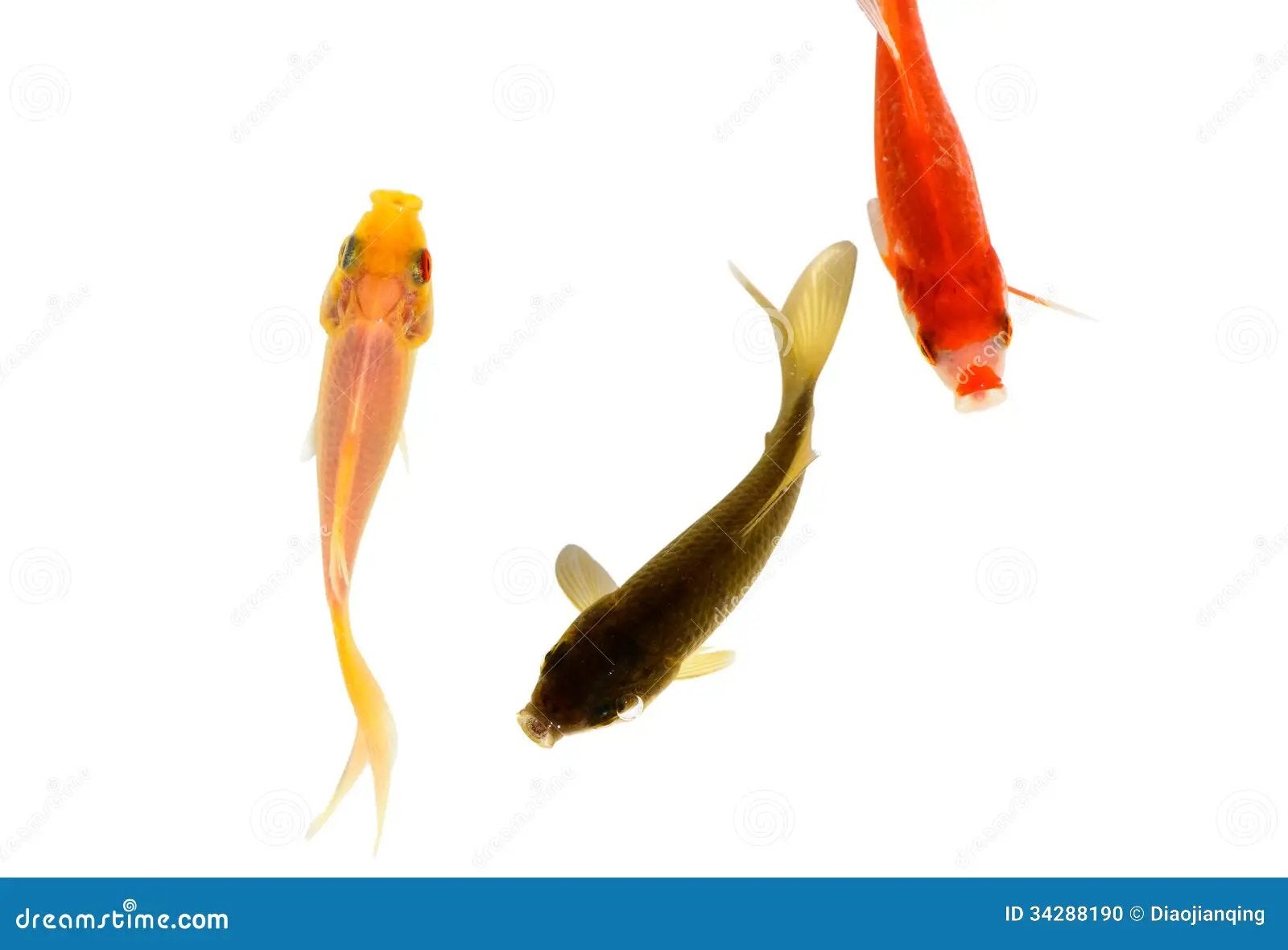 Poisson rouge, Poisson(s) rouge(s)
