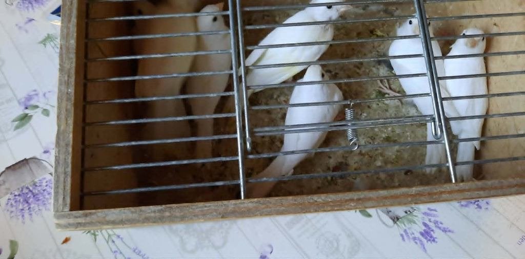 vogels, Geslacht onbekend