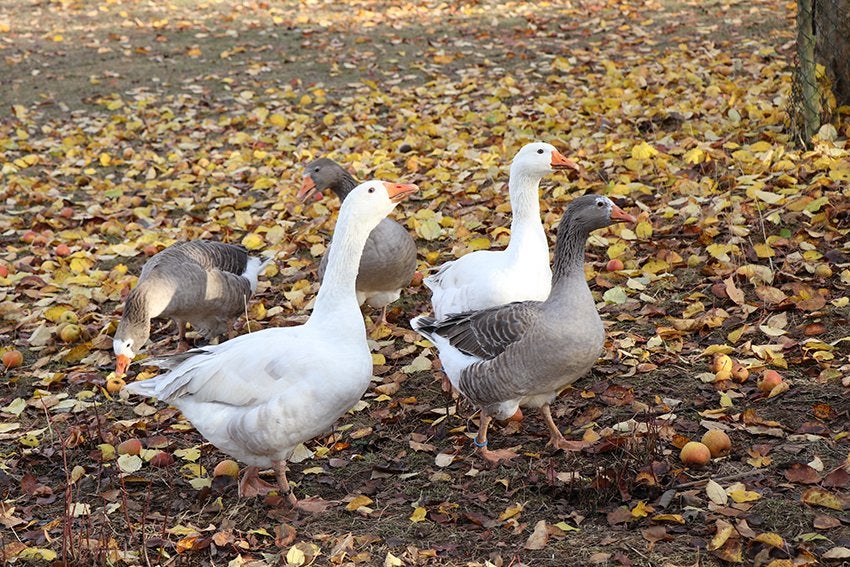 Pelgrim gans, Dieren en Toebehoren, Pluimvee