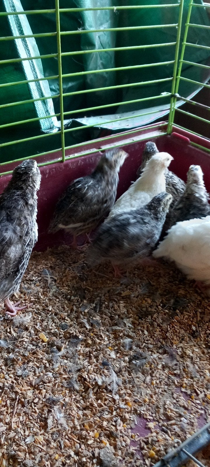 Japanse kwartels ( 2vrouwtjes 1 mannetje), Plusieurs animaux, Autres espèces