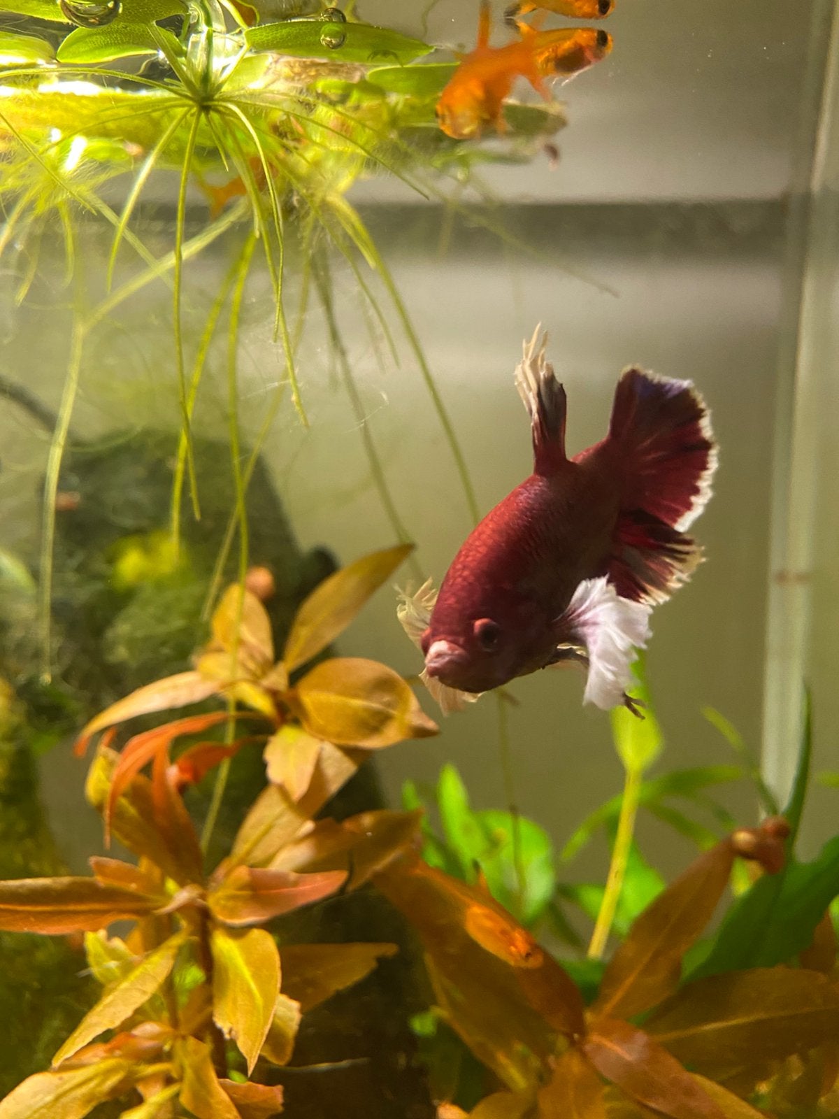 Betta Salamander Dumbo Ears