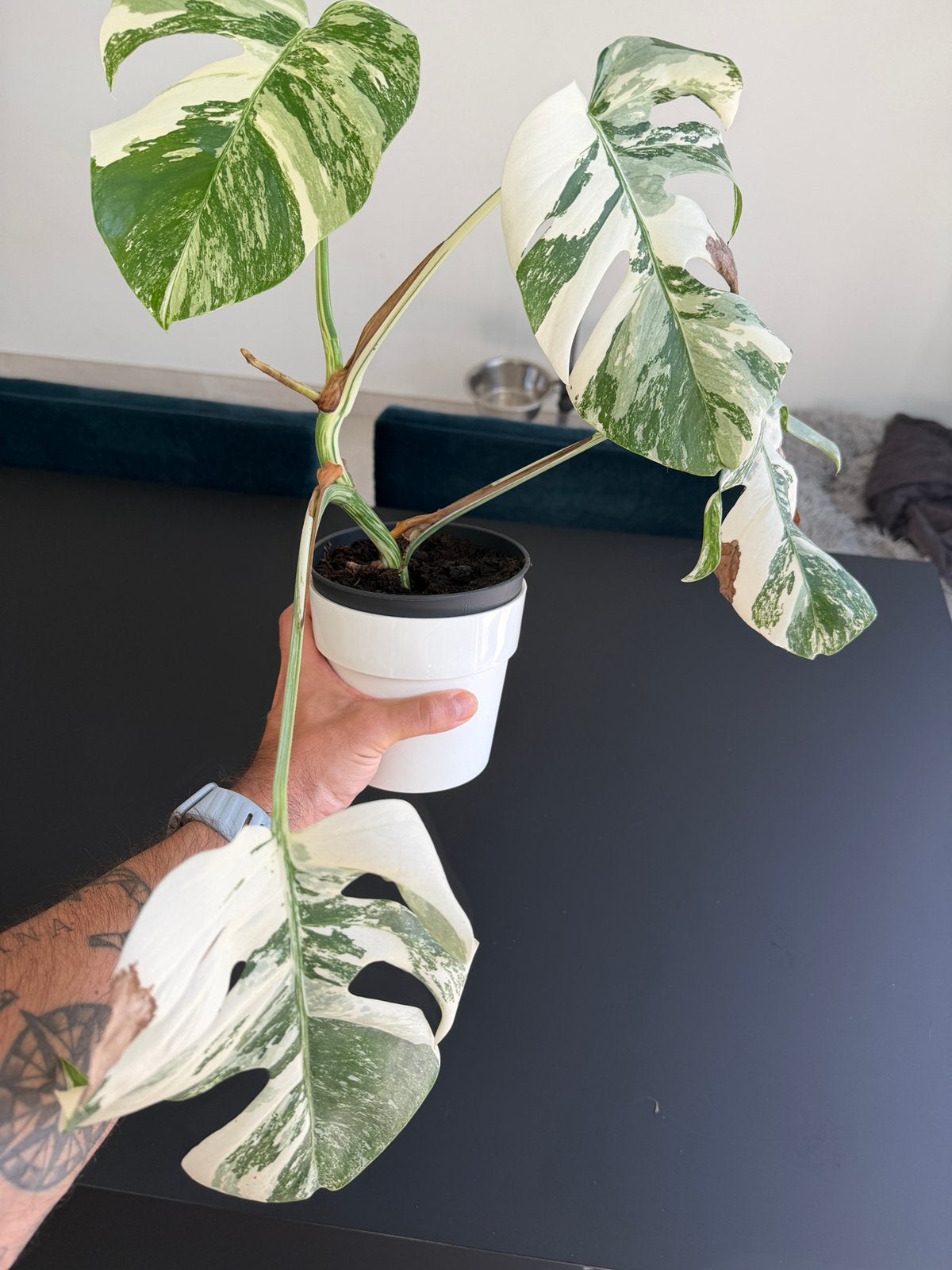 Monstera Deliciosa Albo, Enlèvement, Autres espèces, Moins de 100 cm