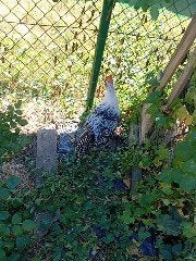 twee mooie hanen, Dieren en Toebehoren