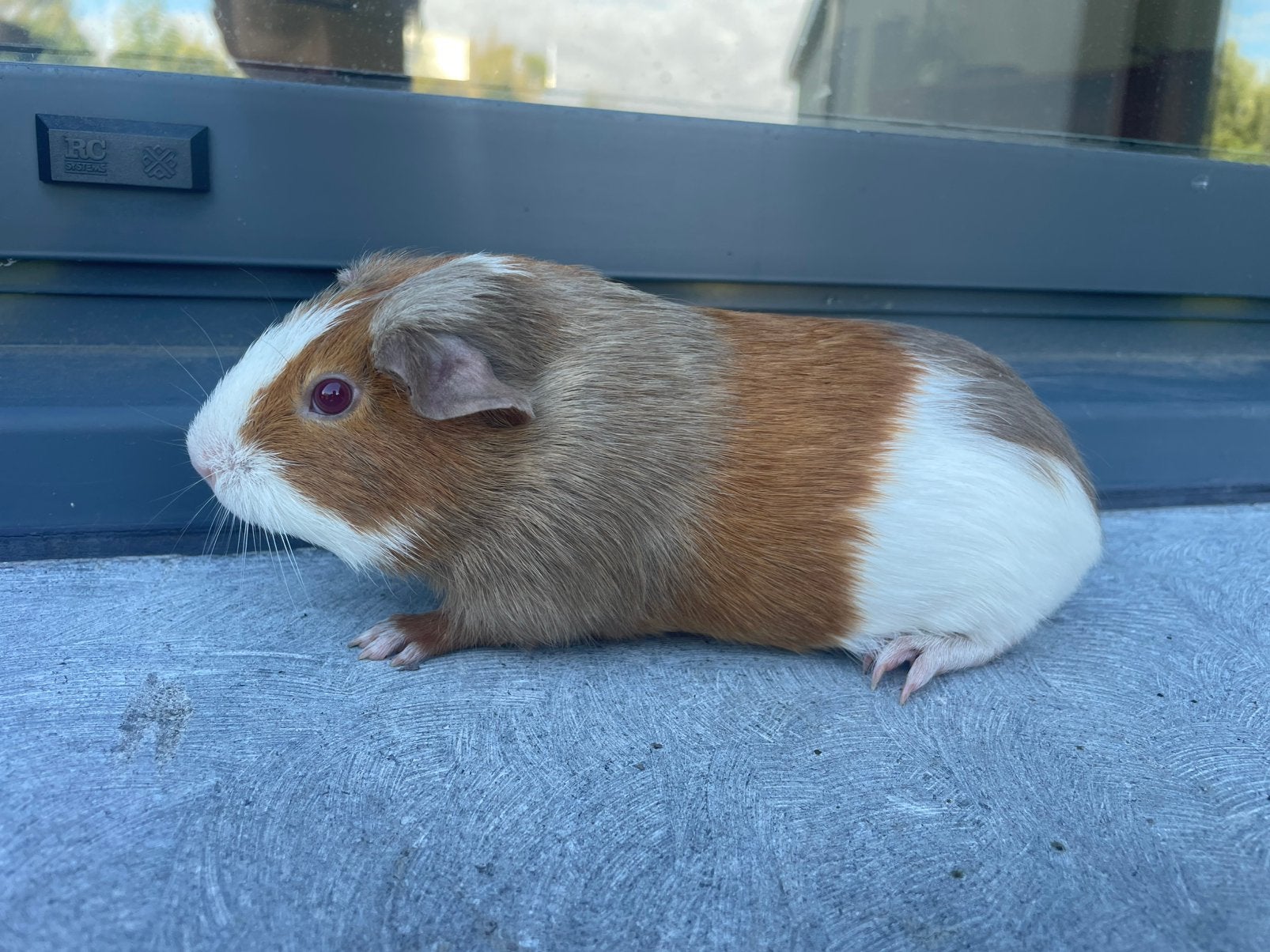 Jonge cavia vrouwtje, Cavia, Vrouwelijk, Mei, Tam