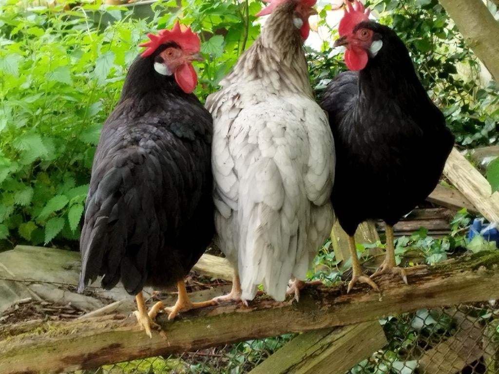 Leghorn broedeieren bont, blauw en zwart