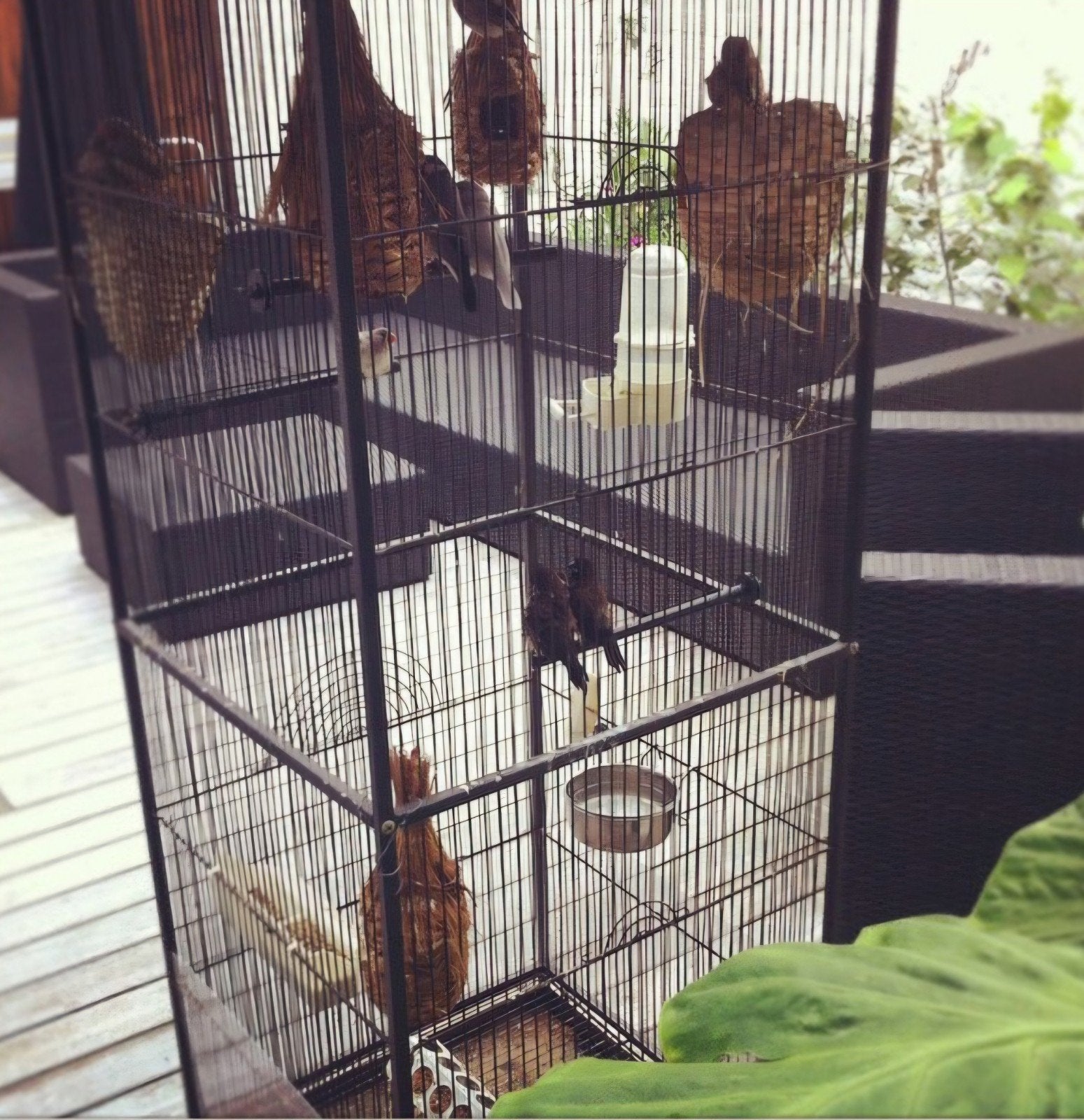 GROTE VOGELVOLIÈRE OP POTEN — GRATIS, Dieren en Toebehoren, Ophalen, Gebruikt, Metaal, Volière