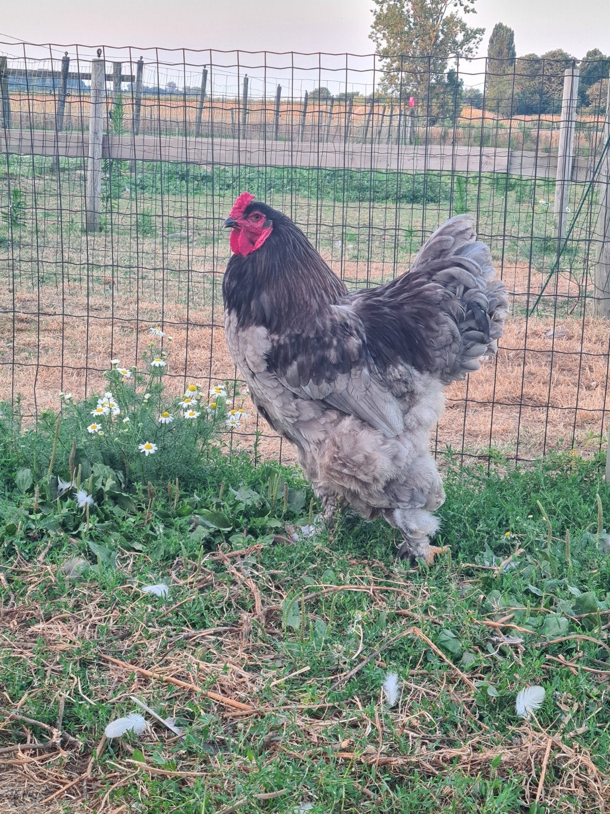 Blauwe Brahma Haan 1 jaar oud, Dieren en Toebehoren, Pluimvee