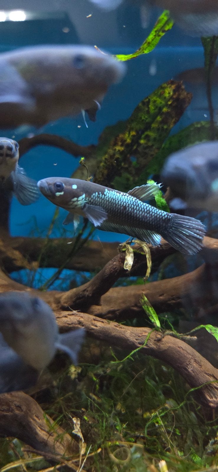 Wilde betta ocellata, Animaux & Accessoires, Poissons | Poissons d'aquarium, Poisson
