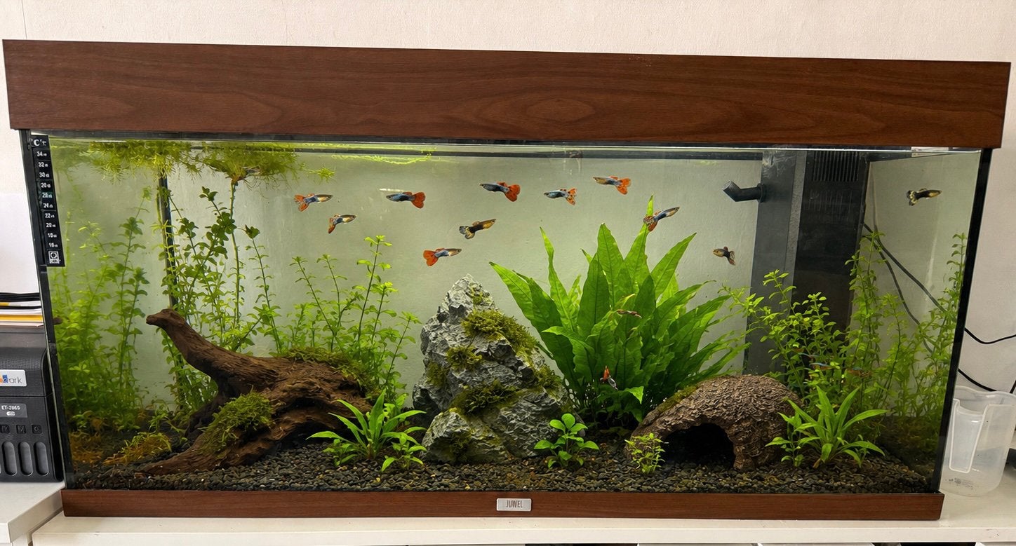 Aquarium juwel, Decoratie, Comme neuf, Enlèvement, Chauffage