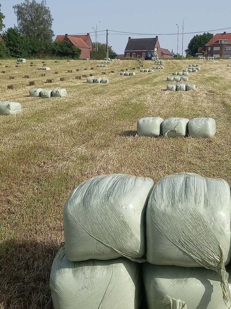 Voordroog, Ophalen, Vee