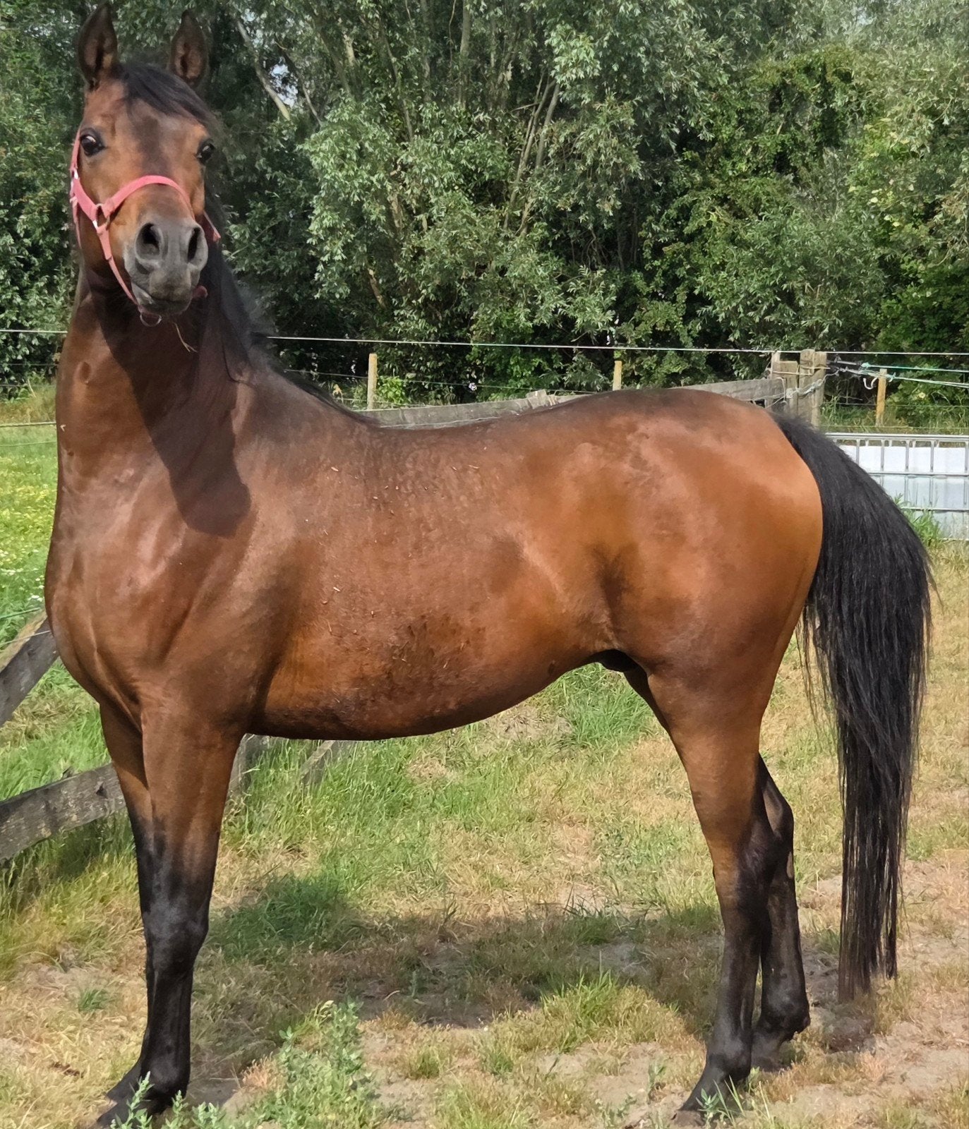 Stoere stevige 5 jarige ruin onbeleerd arabische volbloed, Dieren en Toebehoren, Paarden, Ruin, Ontwormd