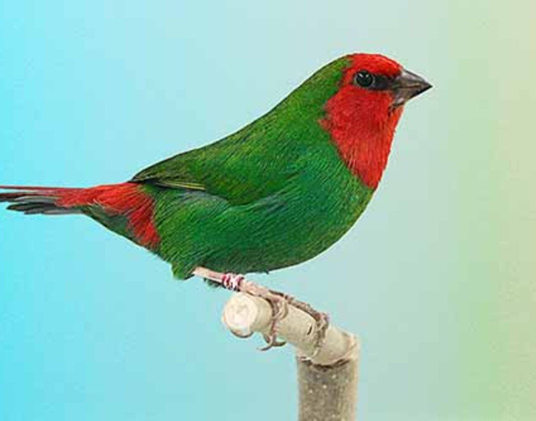 Koppel roodkoppapegaai amadine uit buitenvoliere,natuurbroed, Dieren en Toebehoren, Vogels | Overige Vogels