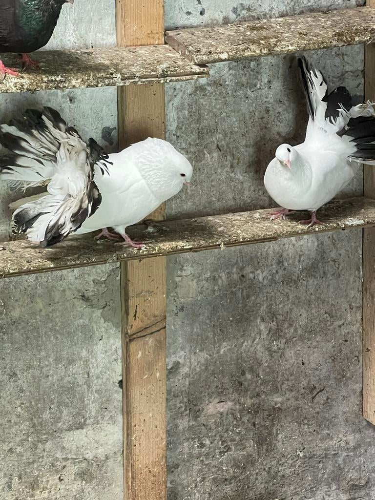 Prijs om te kommen, Dieren en Toebehoren, Ophalen, Vogel