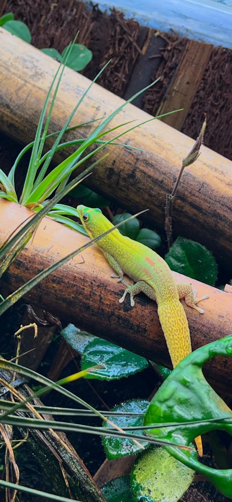 Leggend koppel phelsuma laticauda, Animaux & Accessoires, Reptiles & Amphibiens, Amphibien, 0 à 2 ans