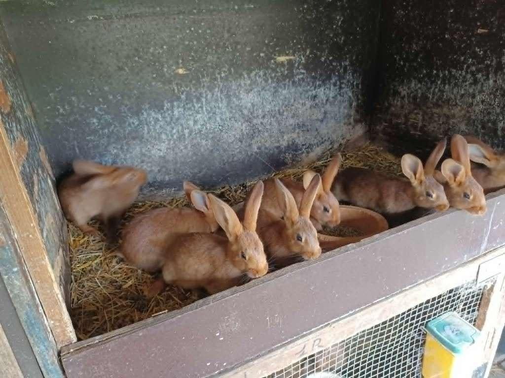 Jonge Belgische haas konijntjes., Dieren en Toebehoren, Meerdere dieren, Middelgroot