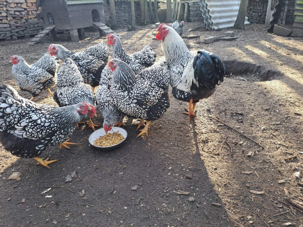 Wyandotte zilver zwart groothoender, Plusieurs animaux, Poule ou poulet