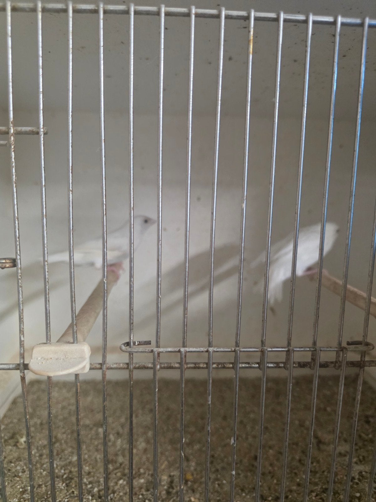 goulds argentés, blanc, et bleu, Sexe inconnu, Oiseau tropical, Bagué
